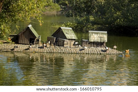 Ducks on water with little houses for them.