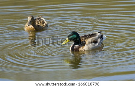 Two ducks sort Mallard swimming on water green headed male and grey female.