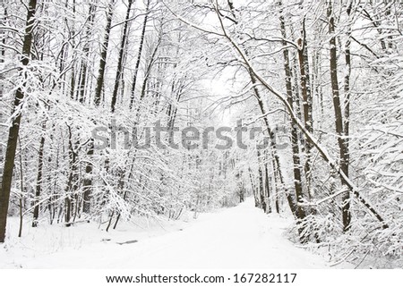 Winter landscape - alley in forest, trees with branches in snow.