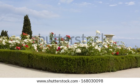 Landscape rose garden with white and red roses and white vases on sea shore with view on sea, recorded in park near Vorontsovskiy palace in Crimea, Ukraine.