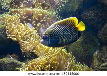 Tropical fish Fish-angel, orther name fish-emperor, latin name Pomacanthus, and actinia, latin name sea anemone.