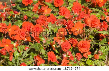 Flower bed with many flower bed begonia of red colour.
