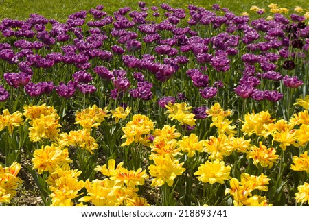 Flower bed with many tulips of violet and yellow colours.