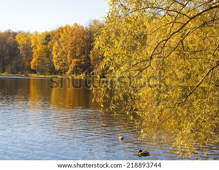 Autumn landscape with lake and yellow forest on bank, recorded on Red lake in Izmaylovskiy park in Moscow.