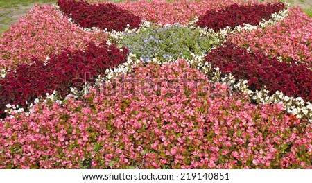 Flower bed with pink begonia and red coleus, recorded on Flower bed exhibition in park Kuzminki of summer 2013 year, Moscow.