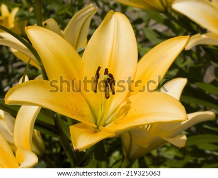 One big flower lily of orange colour in garden.