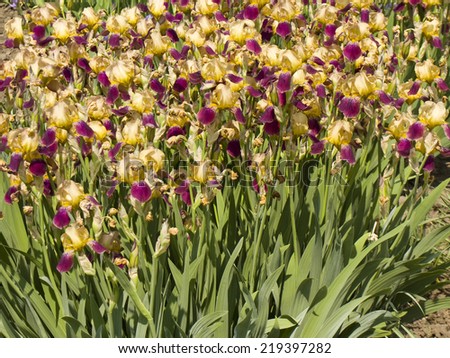 Flower bed with many irises of mixed yellow and violet colours.