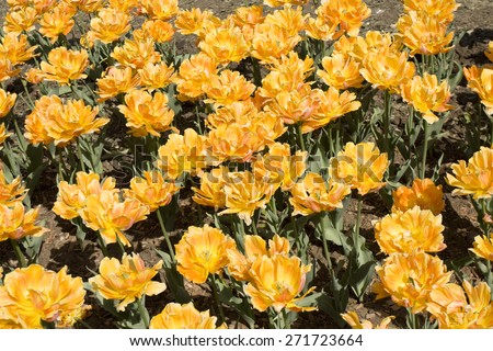 Flowerbed with many tulips of orange colour.