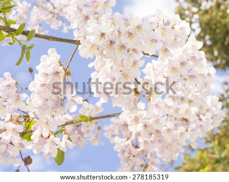 Flowers of empress tree or princess tree, or foxglove tree, latin name Paulownia tomentosa, recorded in Saint Konstantin and Helen resort, Bulgaria.