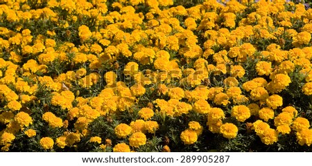 Flowerbed with many flowers marigolds of orange colour.