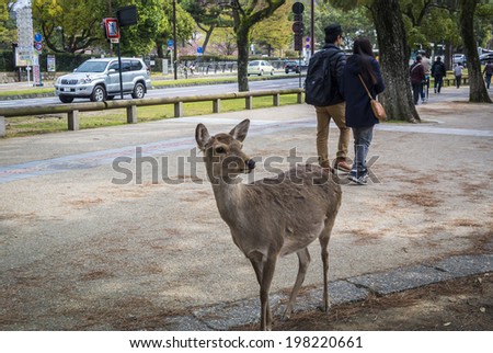 NARA, JAPAN - April 5: Sika Deer roam through the town, especially in Nara Park. Snack vendors sell \