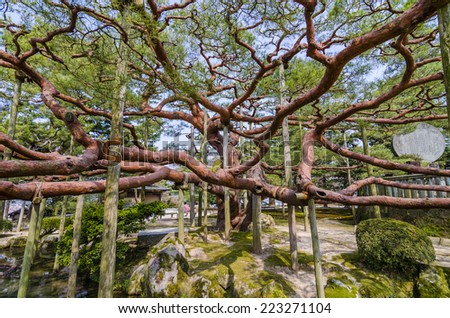 One of the oldest tree in Japan is located in Kenrokuen garden - Kanazawa, Japan