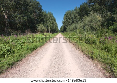 Driving on the gravel road through the wood at sunny day