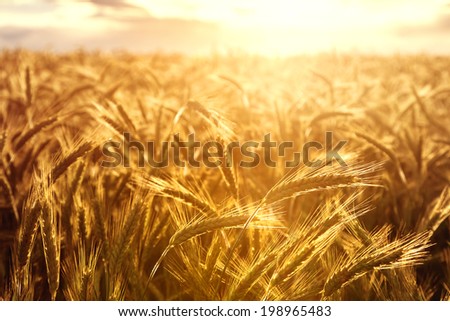 Wheat field towards the setting sun