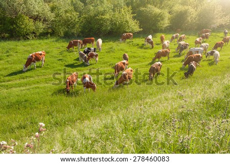 Herd of cows in a natural environment grazing on idyllic pasture illuminated by the morning sun.