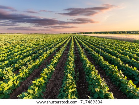 Rows of green soybean at idyllic sunset. Perfect agriculture fields as industry standard in harvest season.