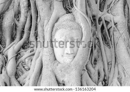 Stone Buddha head in tree roots at Wat Mahathat, Ayutthaya