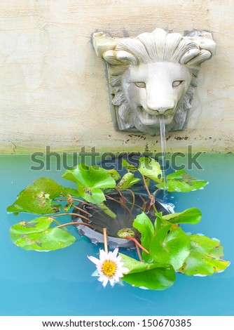 lotus in the house pond