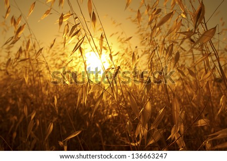 pleasant fire sunset back lighting through dry plants / cereals like plants creating a warm orange atmosphere
