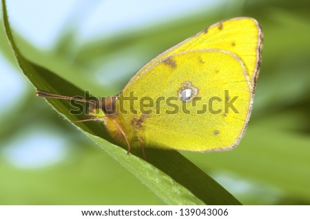 a yellow butterfly (Clouded Sulphur) sitting on a green leaf