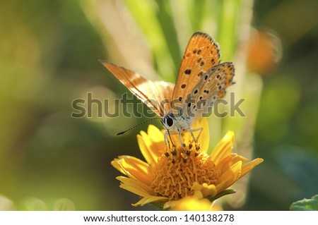 a front / frontal close-up of an orange black dotted butterfly standing on a yellow flower and green background leafs. ( (Lycaena asabinus)