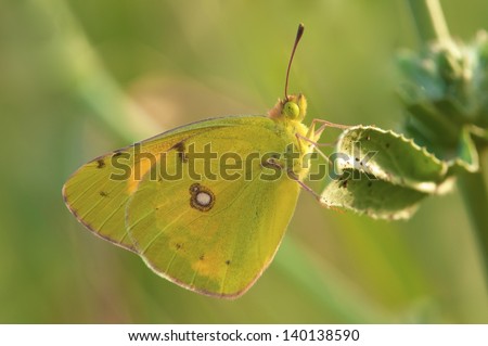 a superb close-up of a yellow butterfly (Clouded Sulphur) sitting on a green leaf