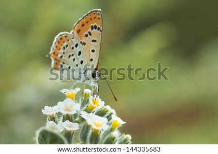 a front / frontal close-up of an orange black dotted butterfly standing on a white yellow flower and green background leafs. ( (Lycaena asabinus) deinking nectar