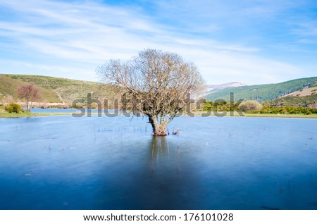 A lone tree partially submerged in the water. Palencia, Spain.