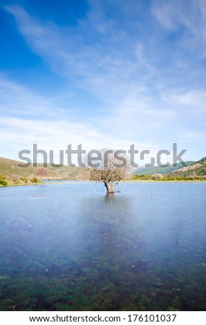 A lone tree partially submerged in the water. Palencia, Spain.