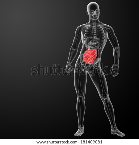 Human digestive system small intestine - front view