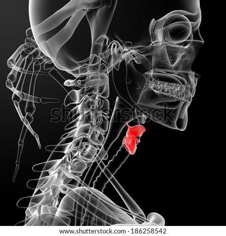 3d rendered illustration of the male larynx - side view