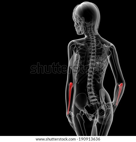 3d rendered illustration of the female ulna bone - back view
