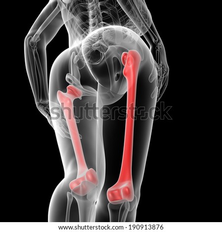3d rendered illustration of the female femur bone - bottom view