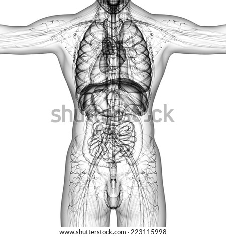3d render medical illustration of the human anatomy - front view