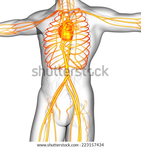 3d render medical illustration of the human vascular system  - side view