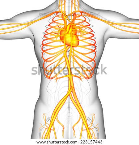 3d render medical illustration of the human vascular system  - front view