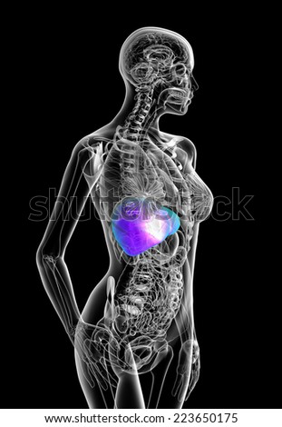 3d render medical illustration of the human liver - side view