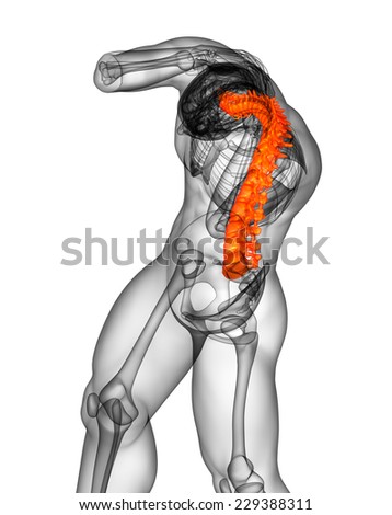 3d render medical illustration of the human spine - bottom view