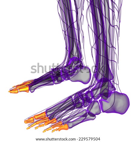 3d render illustration of the human phalanges foot - side view