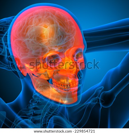 3d render medical illustration of the human skull - side view
