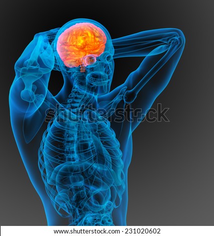 3d render medical illustration of the human brain - side view