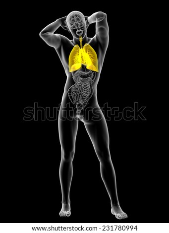 3d rendered illustration of the respiratory system - front view