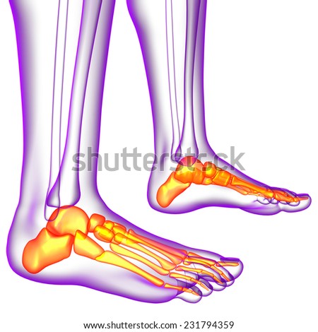 3d render medical illustration of the feet bone - side view