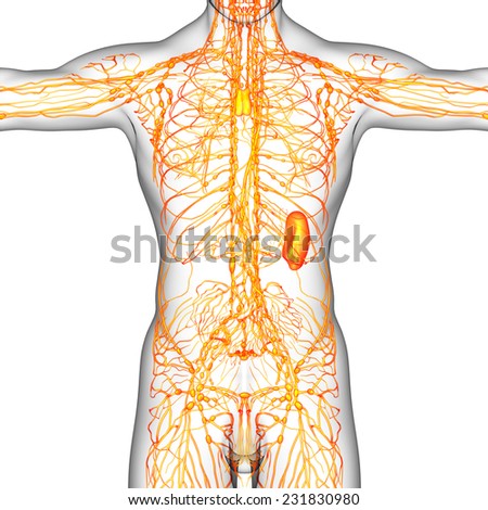 3d render illustration of the male lymphatic system - front view
