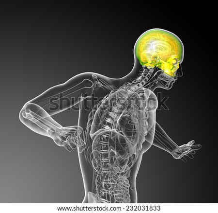 3d render medical illustration of the upper skull - side view