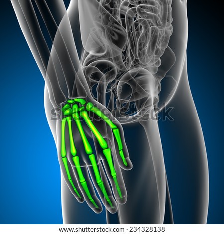 3d render medical illustration of the hand bone - side view