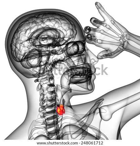 3d rendered illustration of the  thyroid gland - side view