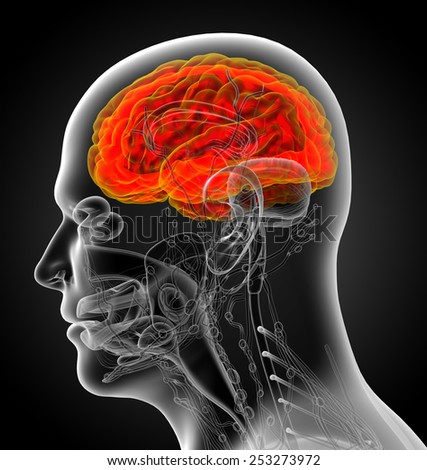 3d render medical illustration of the brain - side view