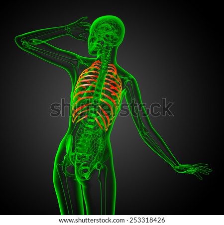 3d render illustration of the rib cage - back view