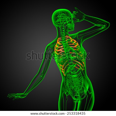 3d render illustration of the rib cage - front view
